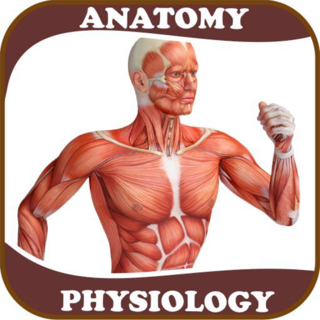 Level 3 Anatomy & Physiology